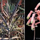 Aloe decaryi (Madagascar)
